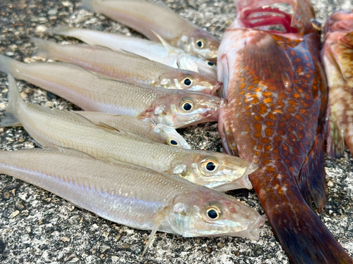 シロギスの釣果