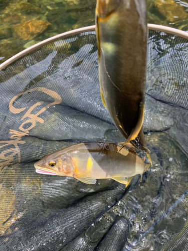 アユの釣果