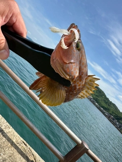 キジハタの釣果