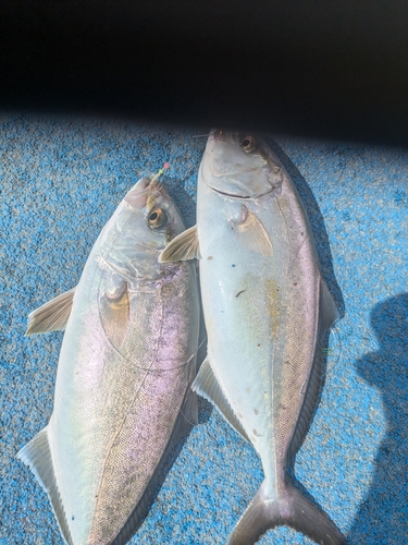 ショゴの釣果