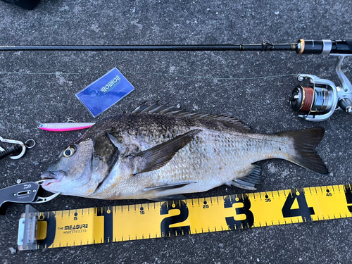 クロダイの釣果