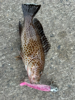 オオモンハタの釣果