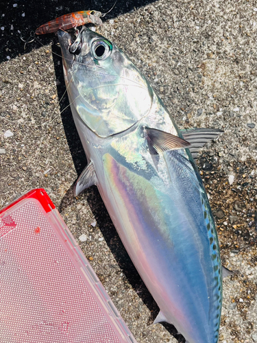 マルソウダの釣果