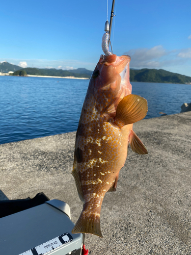 キジハタの釣果