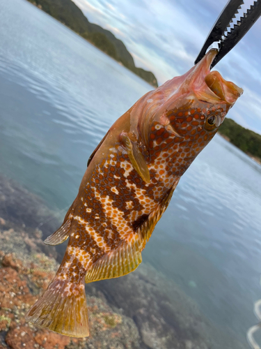 アコウの釣果