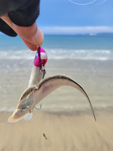 シタビラメの釣果