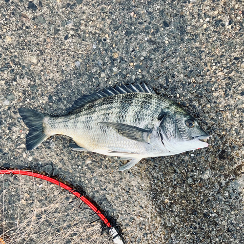 チヌの釣果