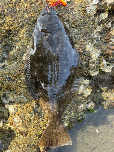 ヒラメの釣果