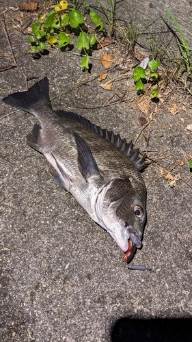 チヌの釣果