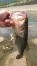 ブラックバスの釣果