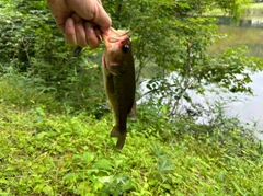 ブラックバスの釣果