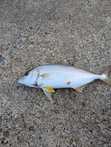 ネリゴの釣果