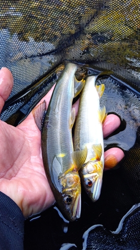 アユの釣果