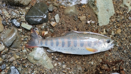 アマゴの釣果