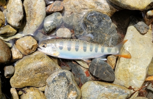 アマゴの釣果