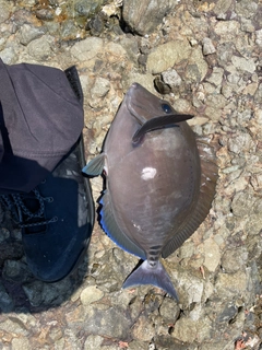 サンノジの釣果