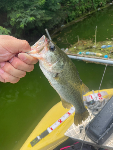 ラージマウスバスの釣果