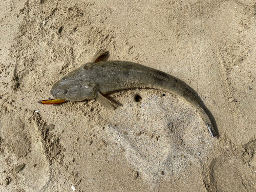 マゴチの釣果