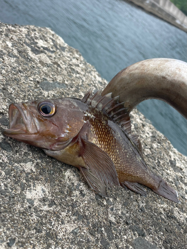 エゾメバルの釣果