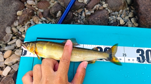 アユの釣果