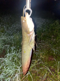 ナマズの釣果