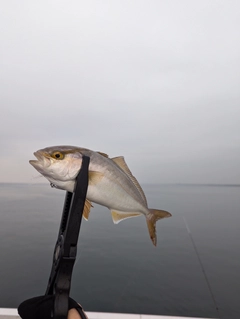 ショゴの釣果