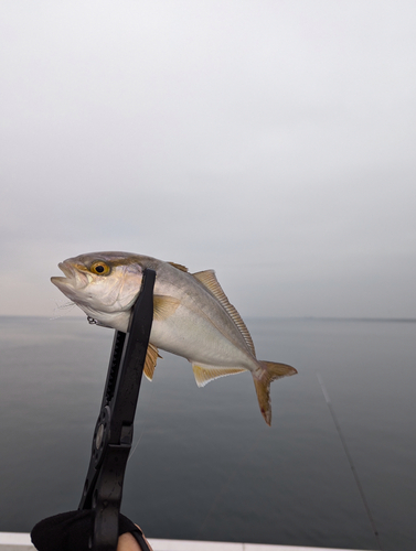 ショゴの釣果