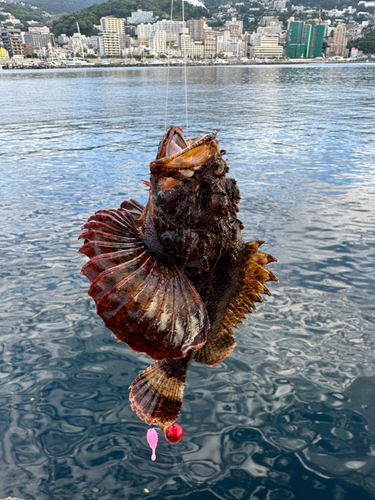 オニオコゼの釣果