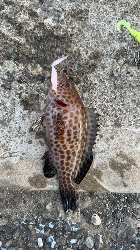 オオモンハタの釣果