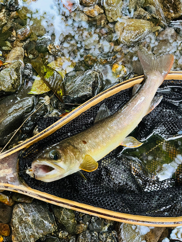 イワナの釣果