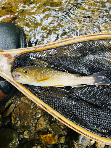 イワナの釣果