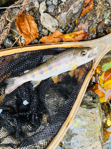 本谷・中ノ沢毛ばり釣り専用区