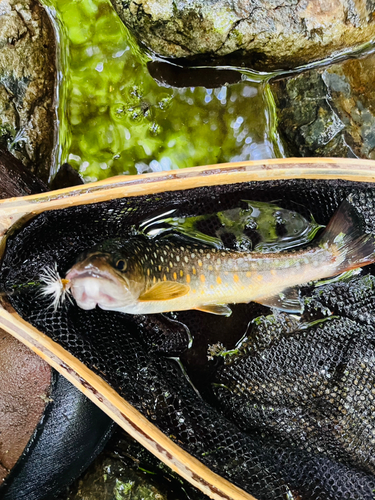 イワナの釣果