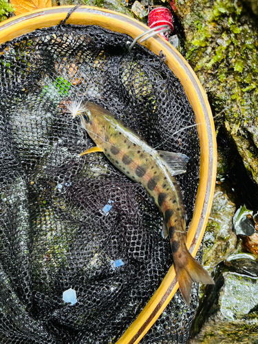 ヤマメの釣果