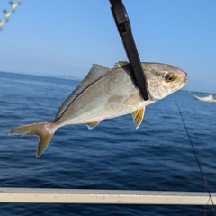 ショゴの釣果