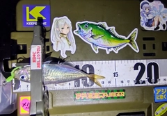 マアジの釣果