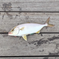 ショゴの釣果