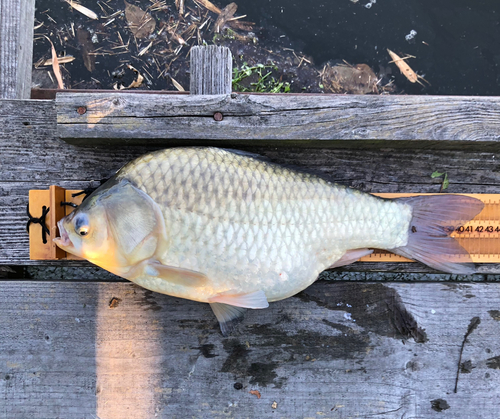 ヘラブナの釣果