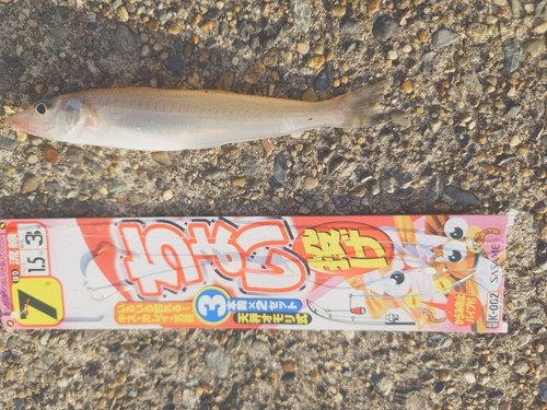 シロギスの釣果