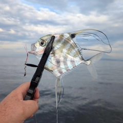 イトヒキアジの釣果