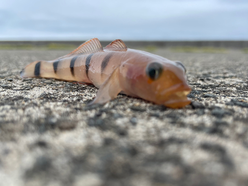 リュウグウハゼの釣果