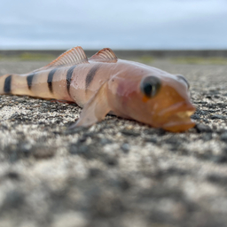 リュウグウハゼ