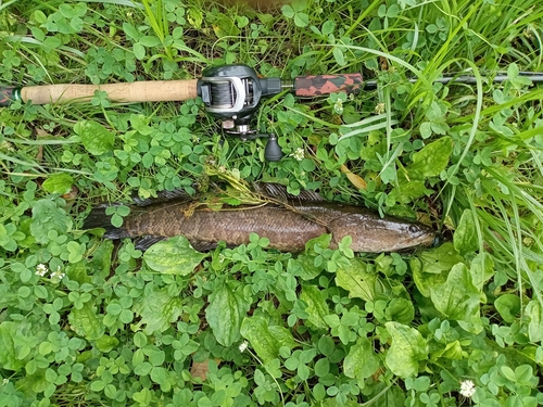 ライギョの釣果