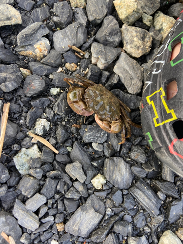 カニの釣果