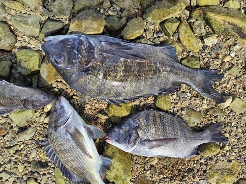 チヌの釣果