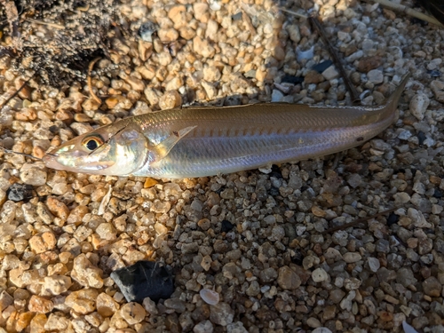 キスの釣果