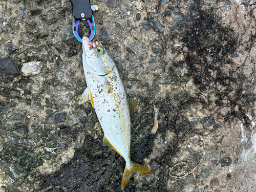 ヤズの釣果