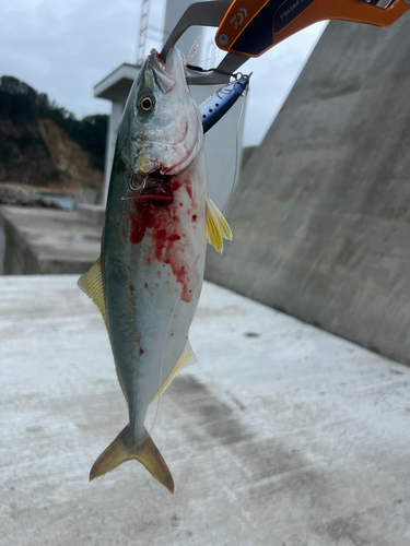 ショゴの釣果