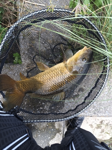 ニゴイの釣果