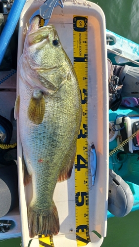 ブラックバスの釣果